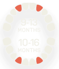 Primary Teeth 9 to 13 months and 10 to 16 Months