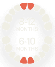 Primary Teeth - 8 to 12 Month and 6 to 10 month