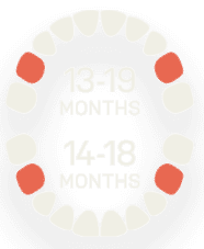 Primary Teeth - 13 to 19 Months and 14 to 18 months
