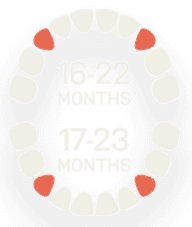 Primary Teeth - 16 to 22 Months and 17 to 23 Months