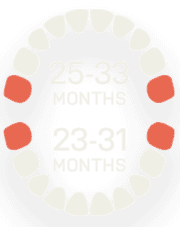 Primary Teeth - 25 to 33 Months and 23 to 31 Months